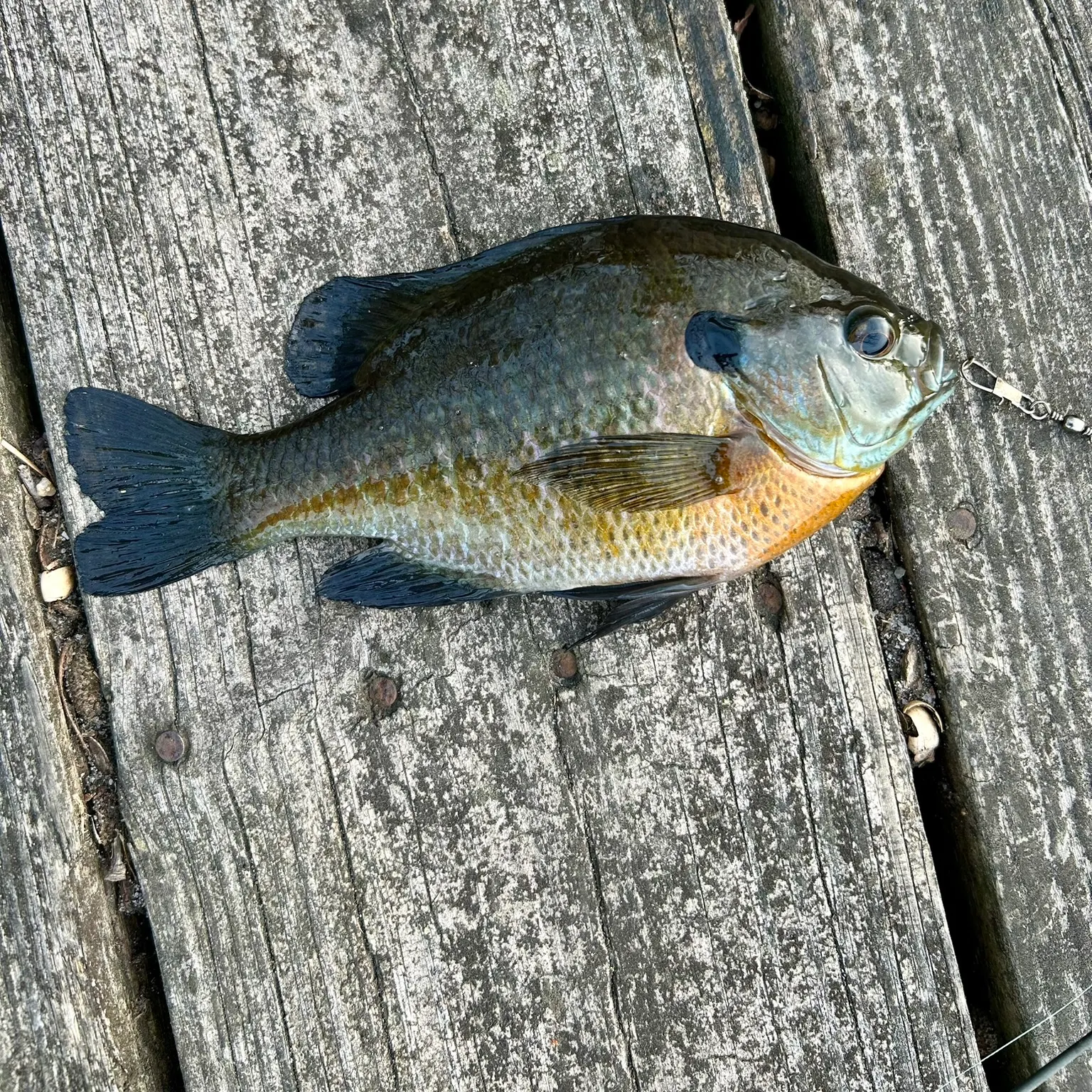 recently logged catches