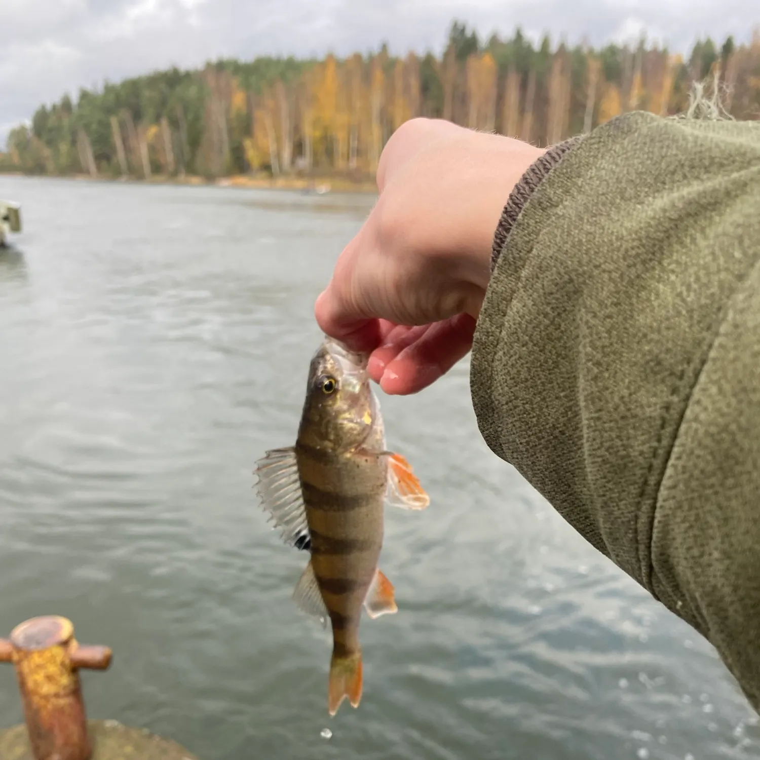 European perch caught on Fishbrain