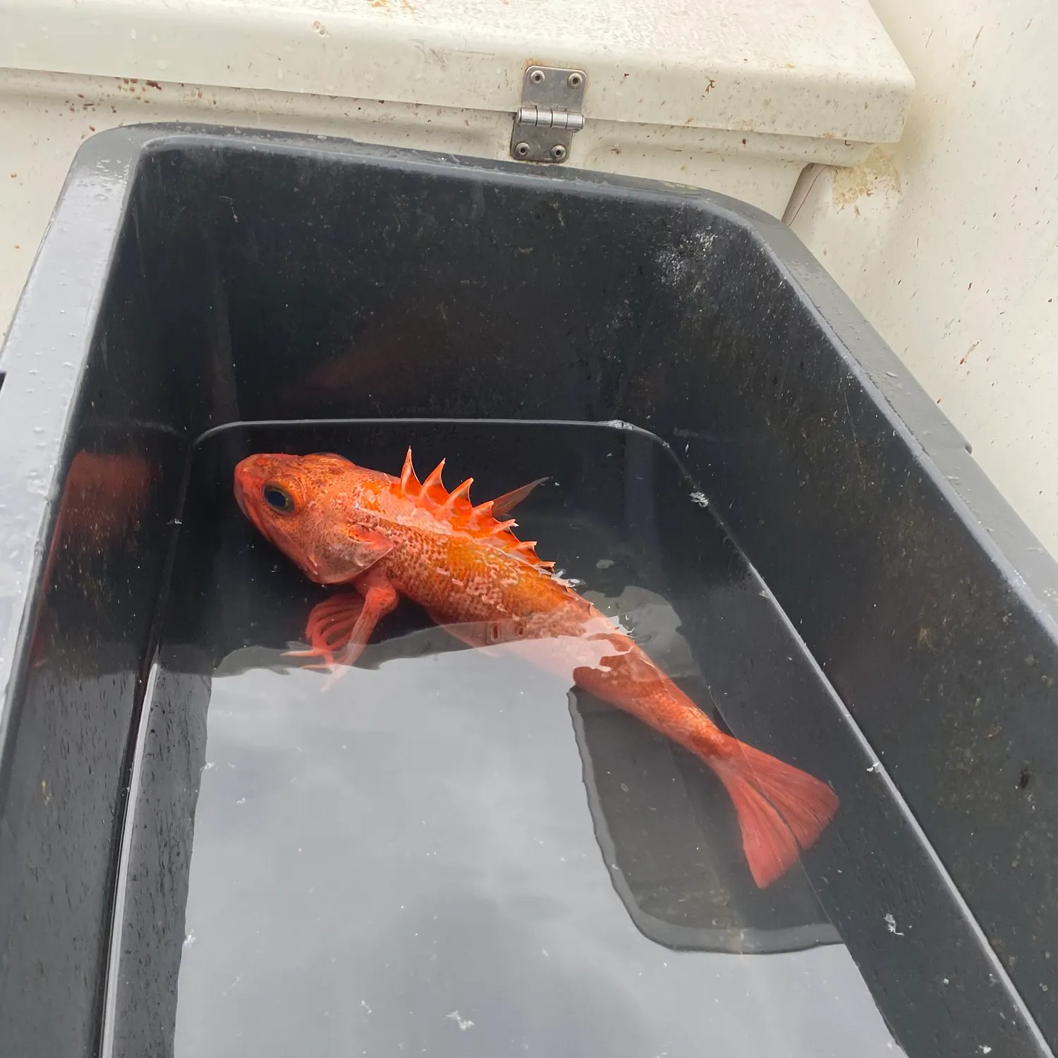 The most recent Blackbelly rosefish catches on Fishbrain