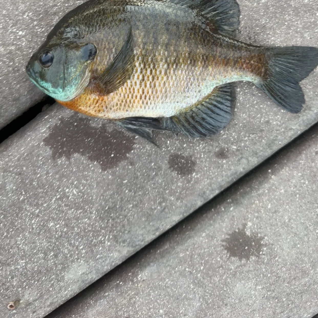 Bluegill caught on Fishbrain