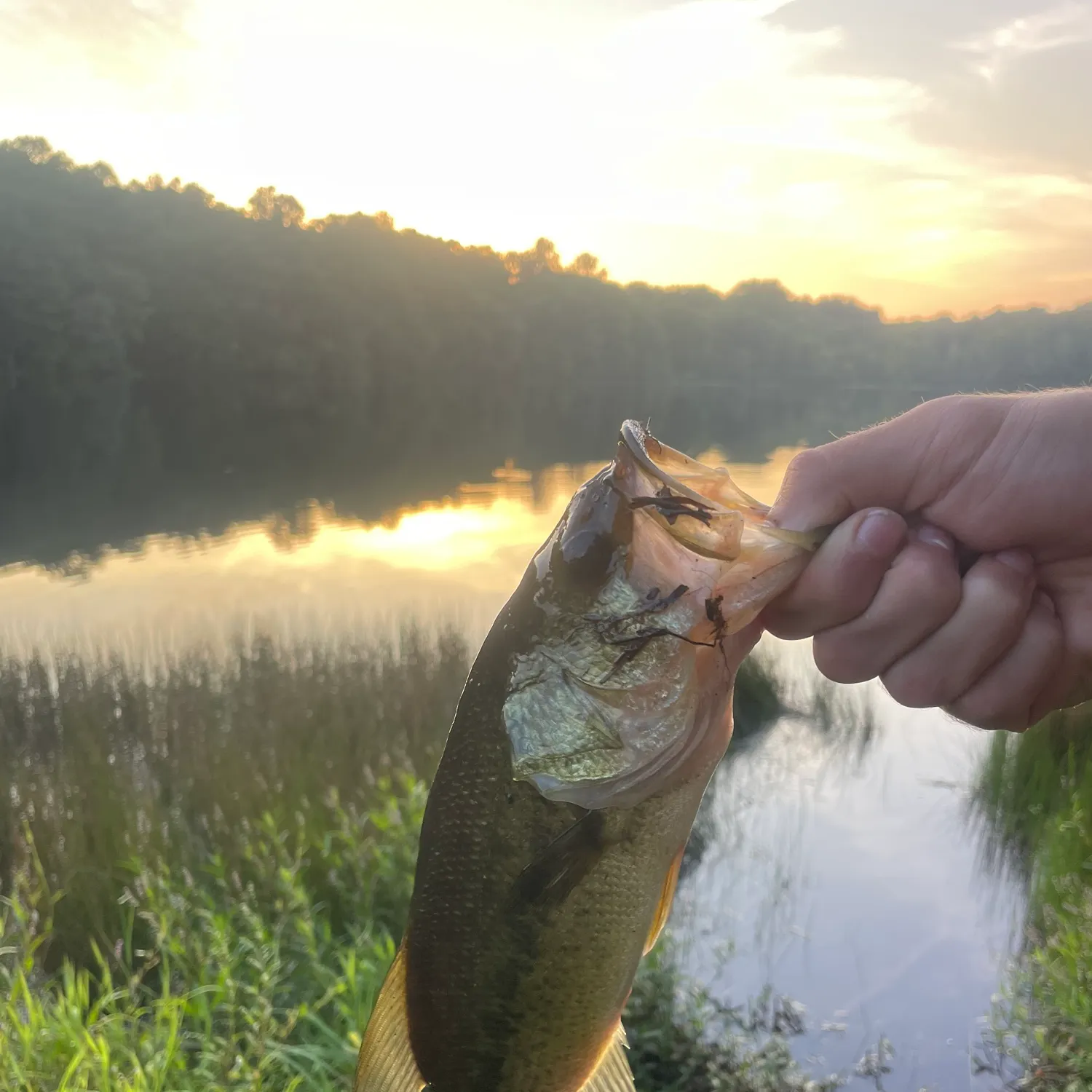 Largemouth bass caught on Fishbrain