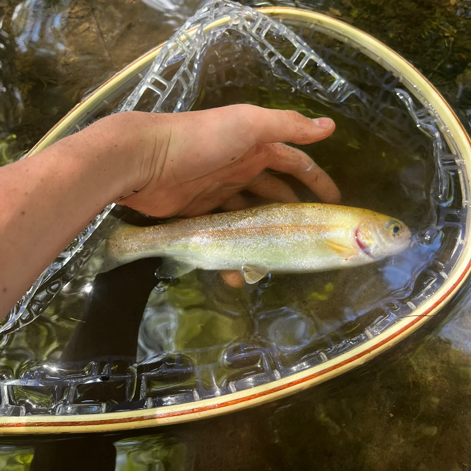 The most recent Golden rainbow trout catches on Fishbrain