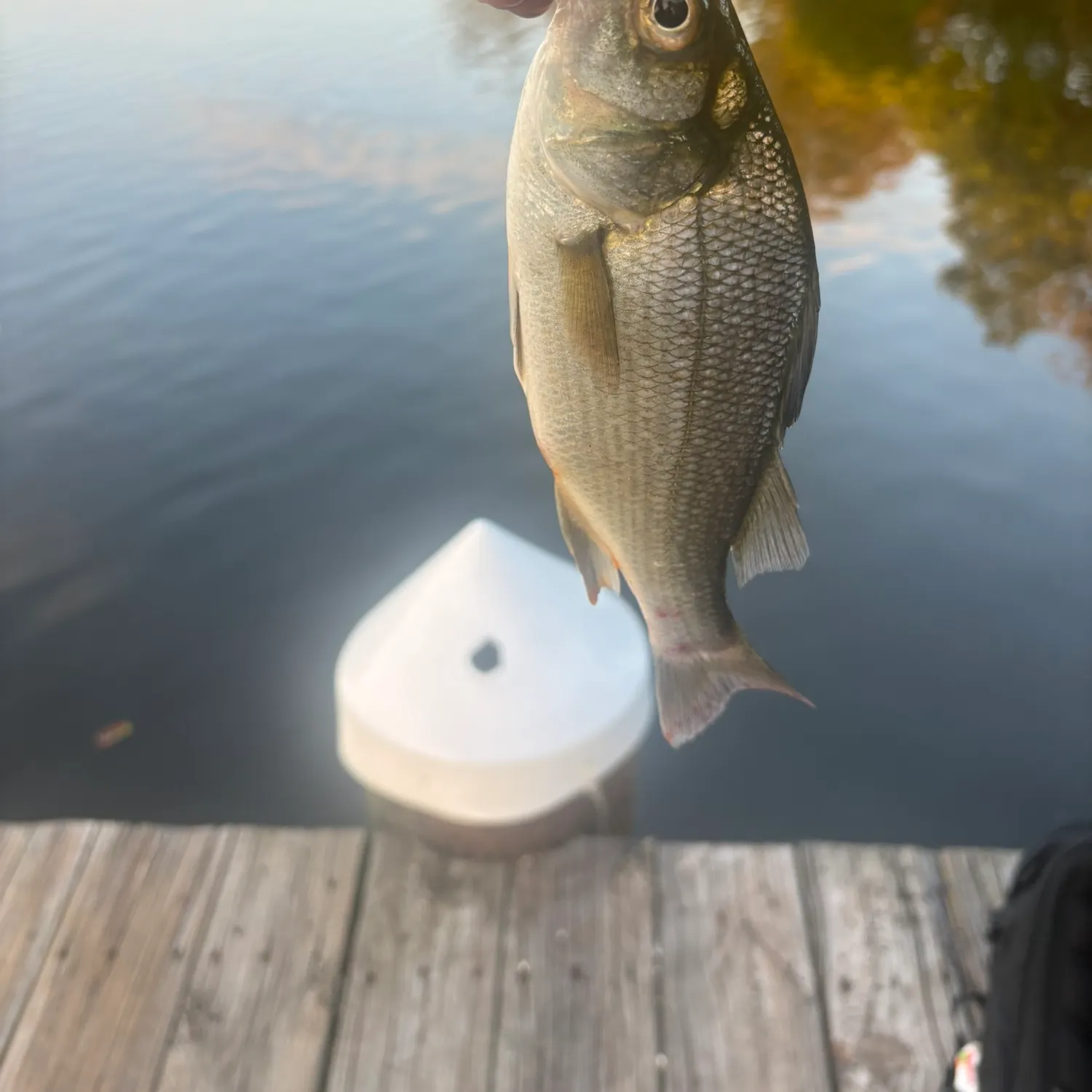 White perch caught on Fishbrain