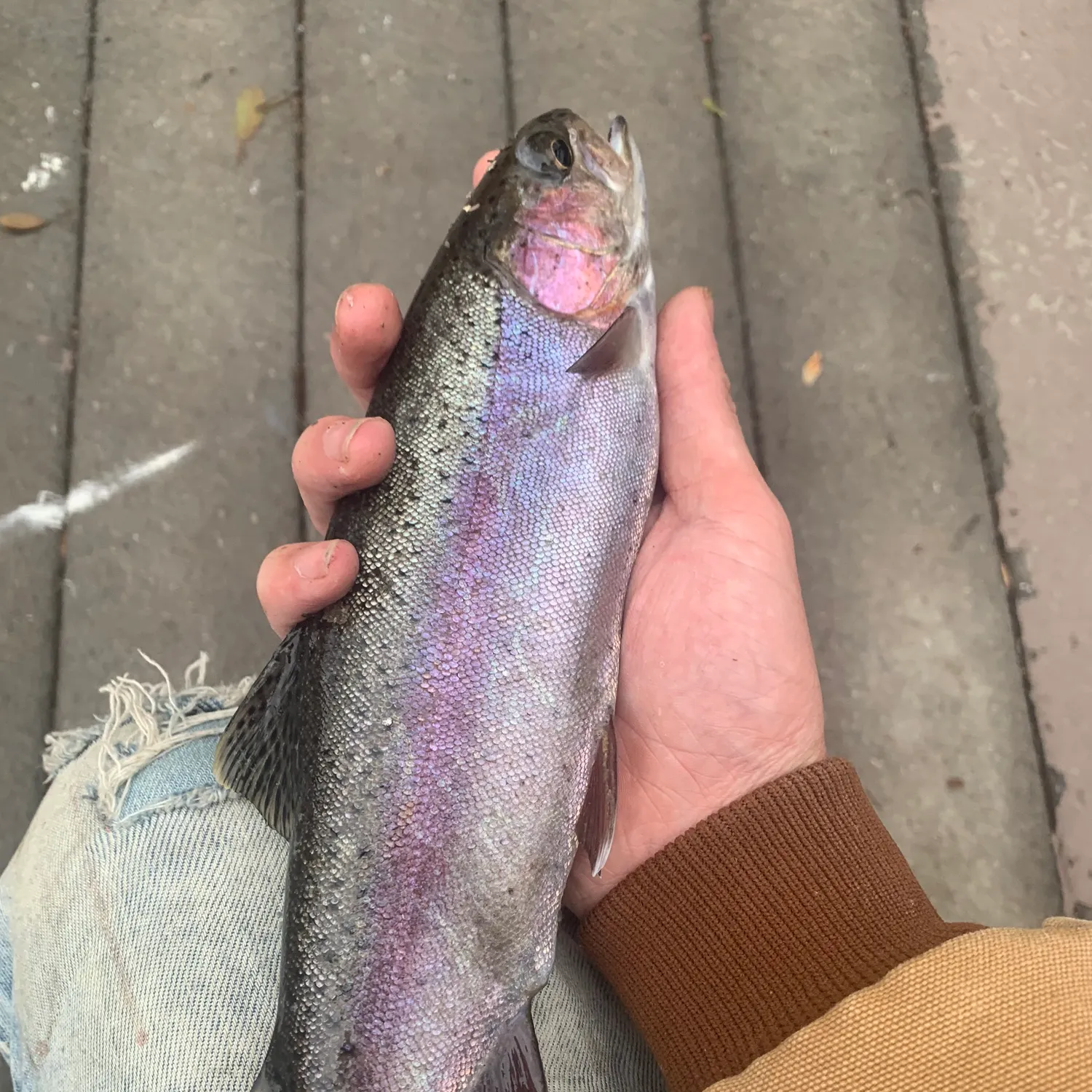 recently logged catches