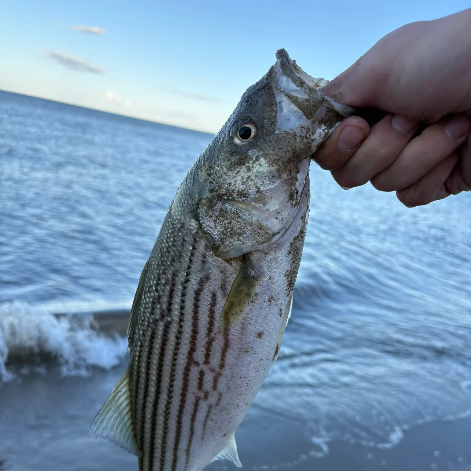 Striped bass caught on Fishbrain