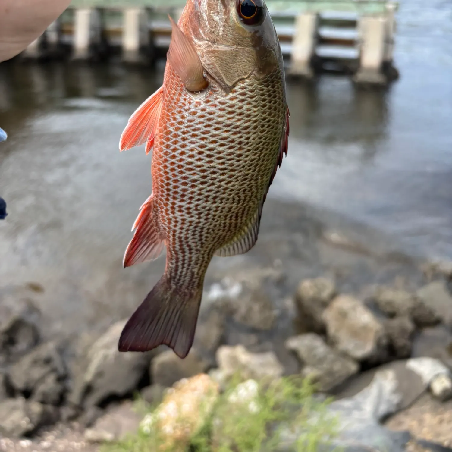Mangrove snapper caught on Fishbrain
