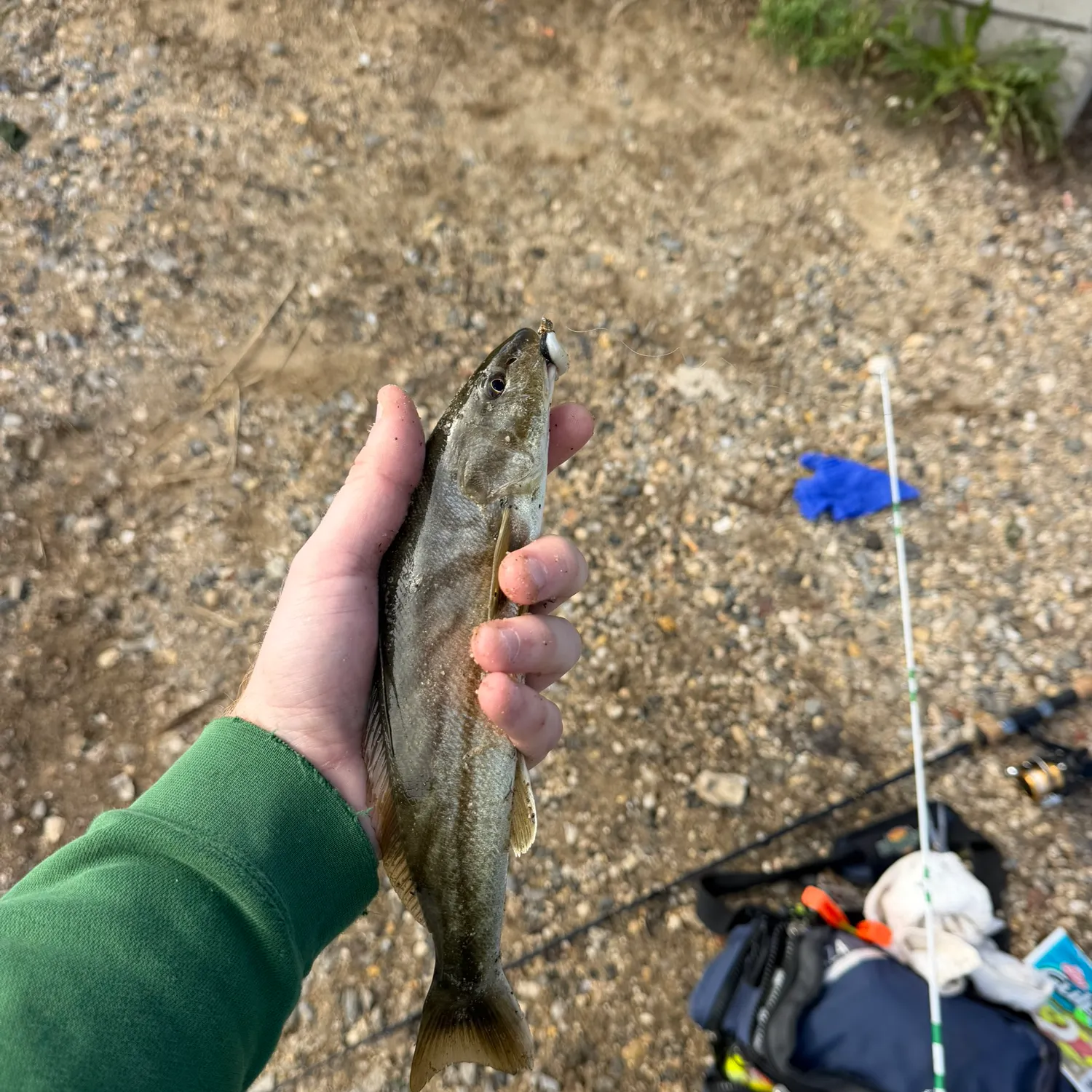 Northern kingcroaker caught on Fishbrain