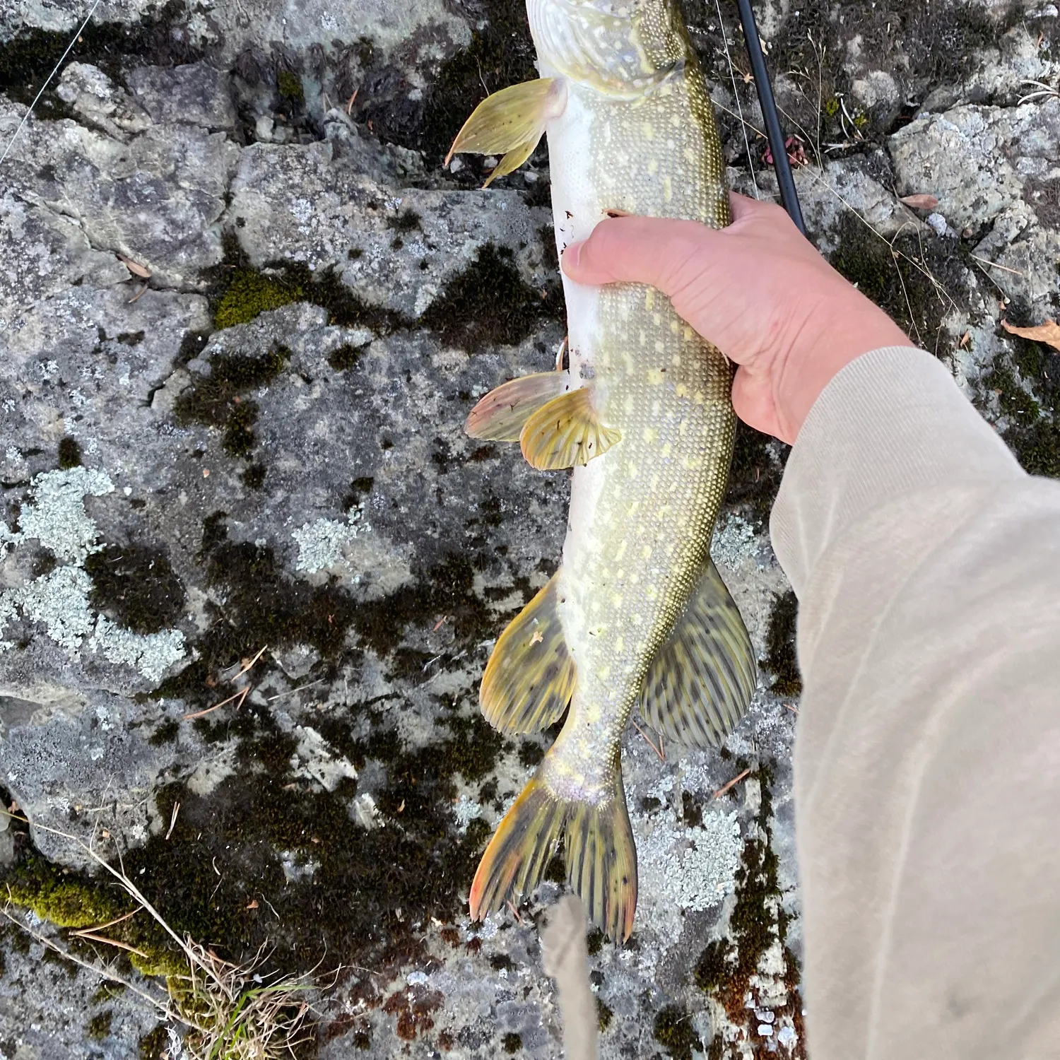 Northern pike caught on Fishbrain