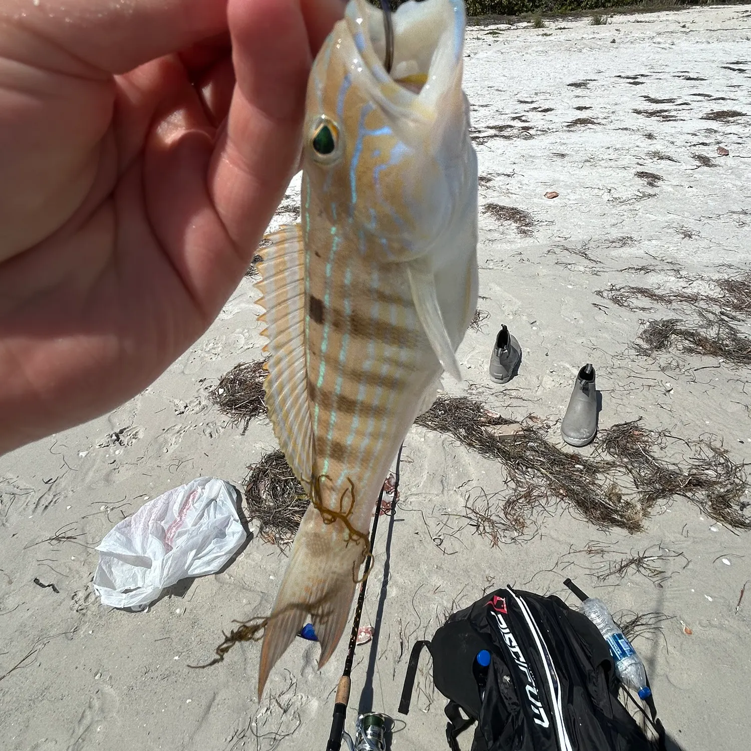 The most recent Sand perch catches on Fishbrain