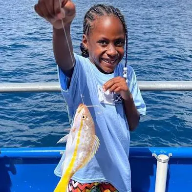 The most recent Yellow snapper catches on Fishbrain