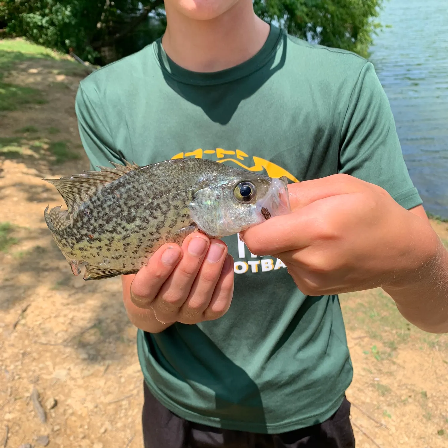 Black crappie caught on Fishbrain