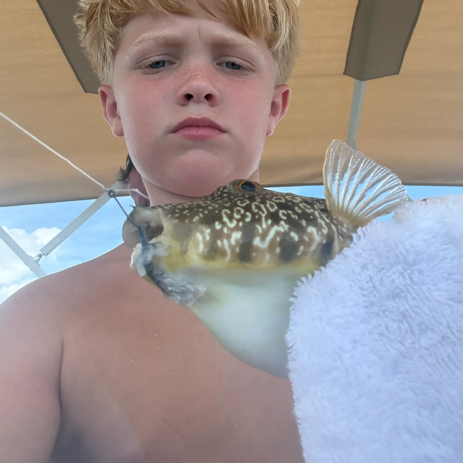 Southern puffer caught on Fishbrain