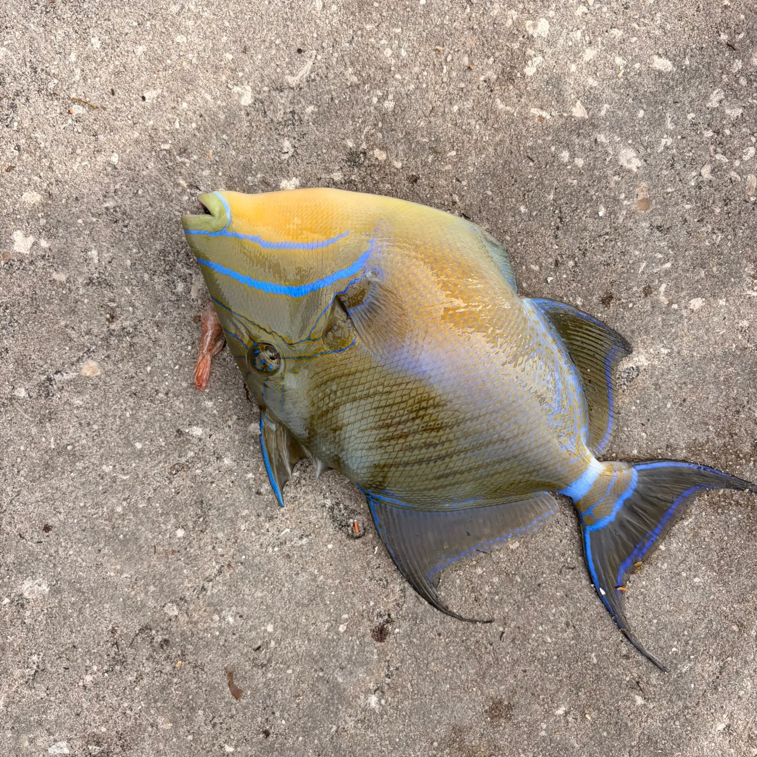 The most recent Queen triggerfish catches on Fishbrain
