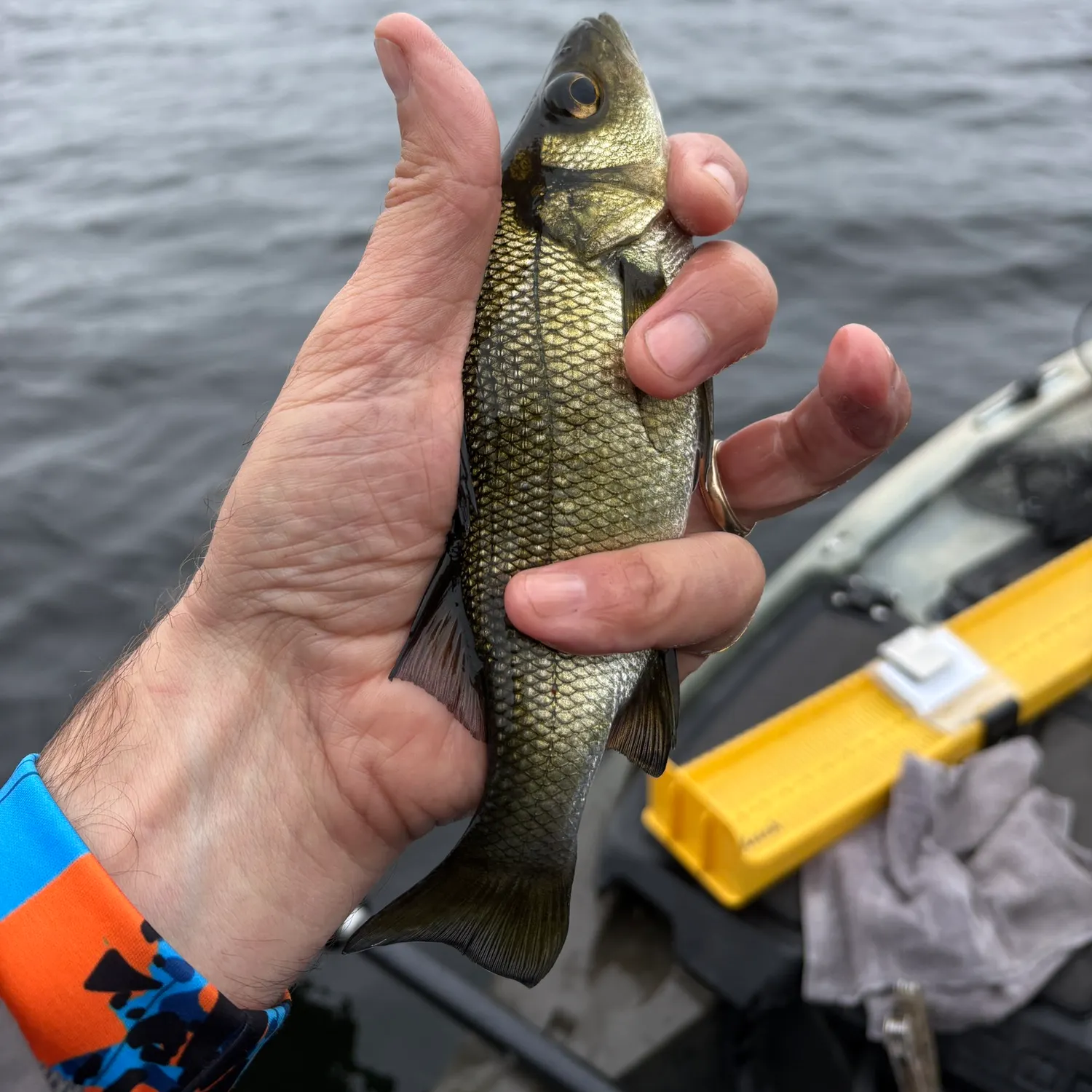 The most recent White perch catches on Fishbrain