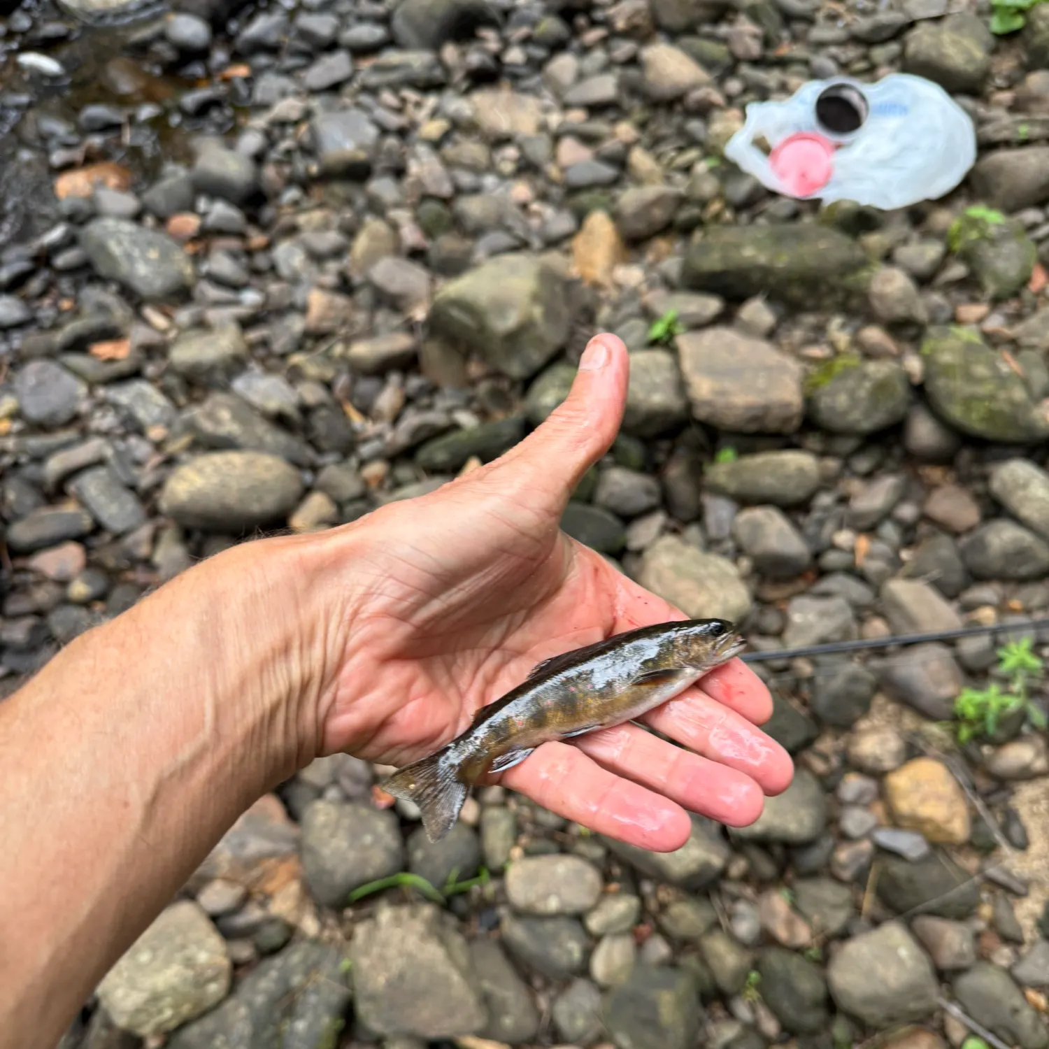 Brook trout caught on Fishbrain