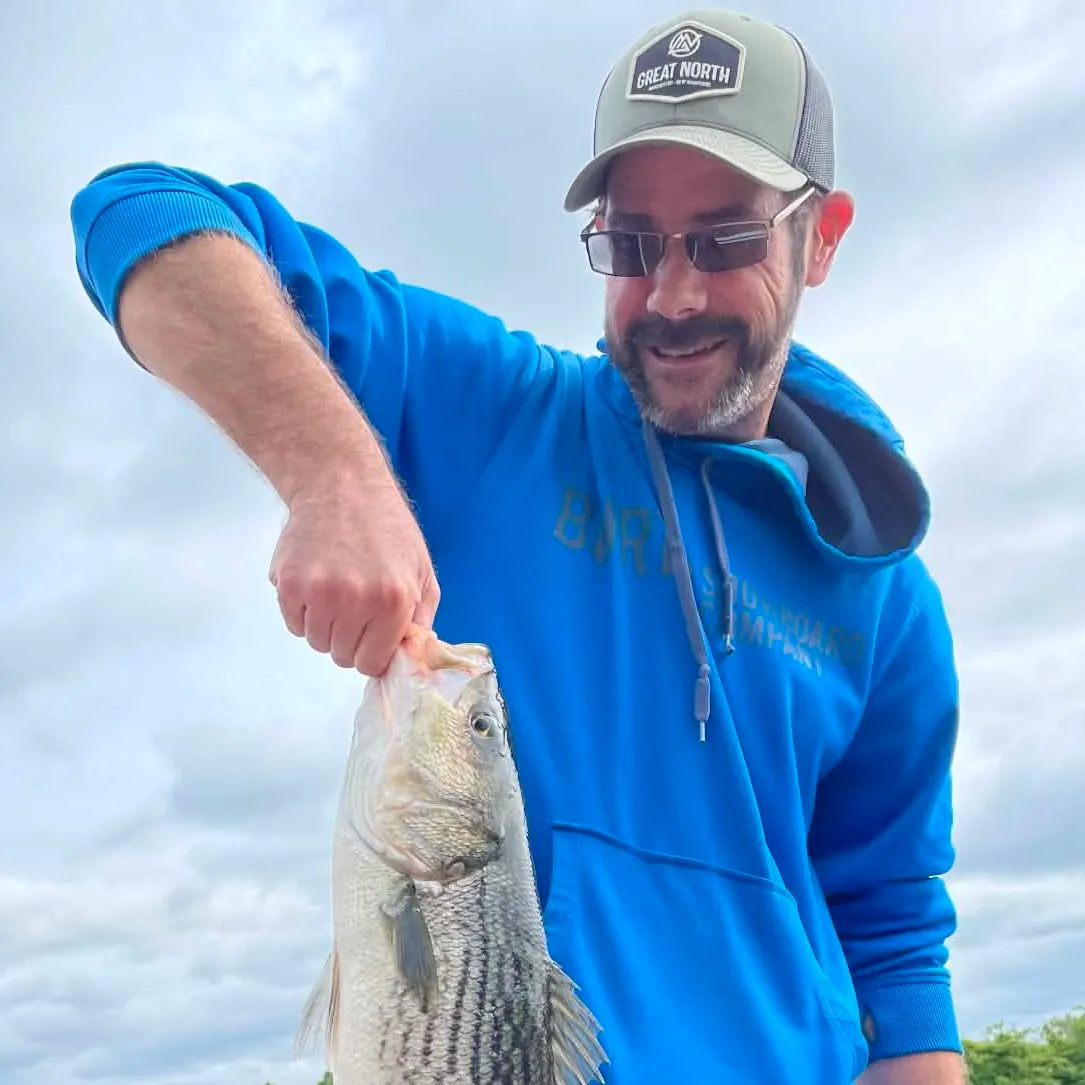 Striped bass caught on Fishbrain
