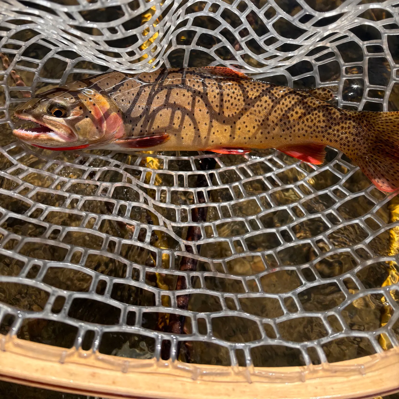 The most recent Yellowstone cutthroat trout catches on Fishbrain
