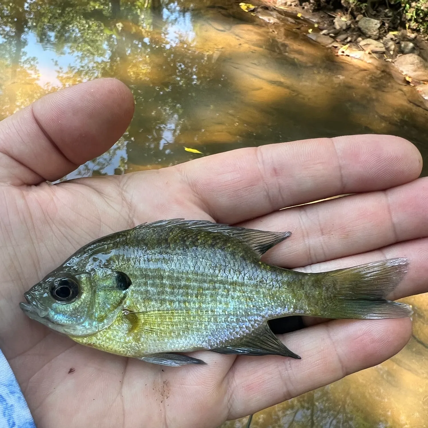 Bluegill caught on Fishbrain
