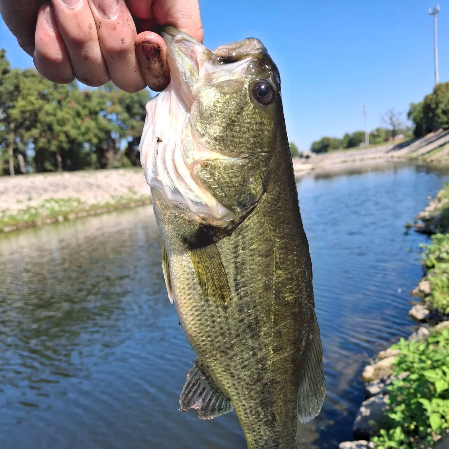 Largemouth bass caught on Fishbrain