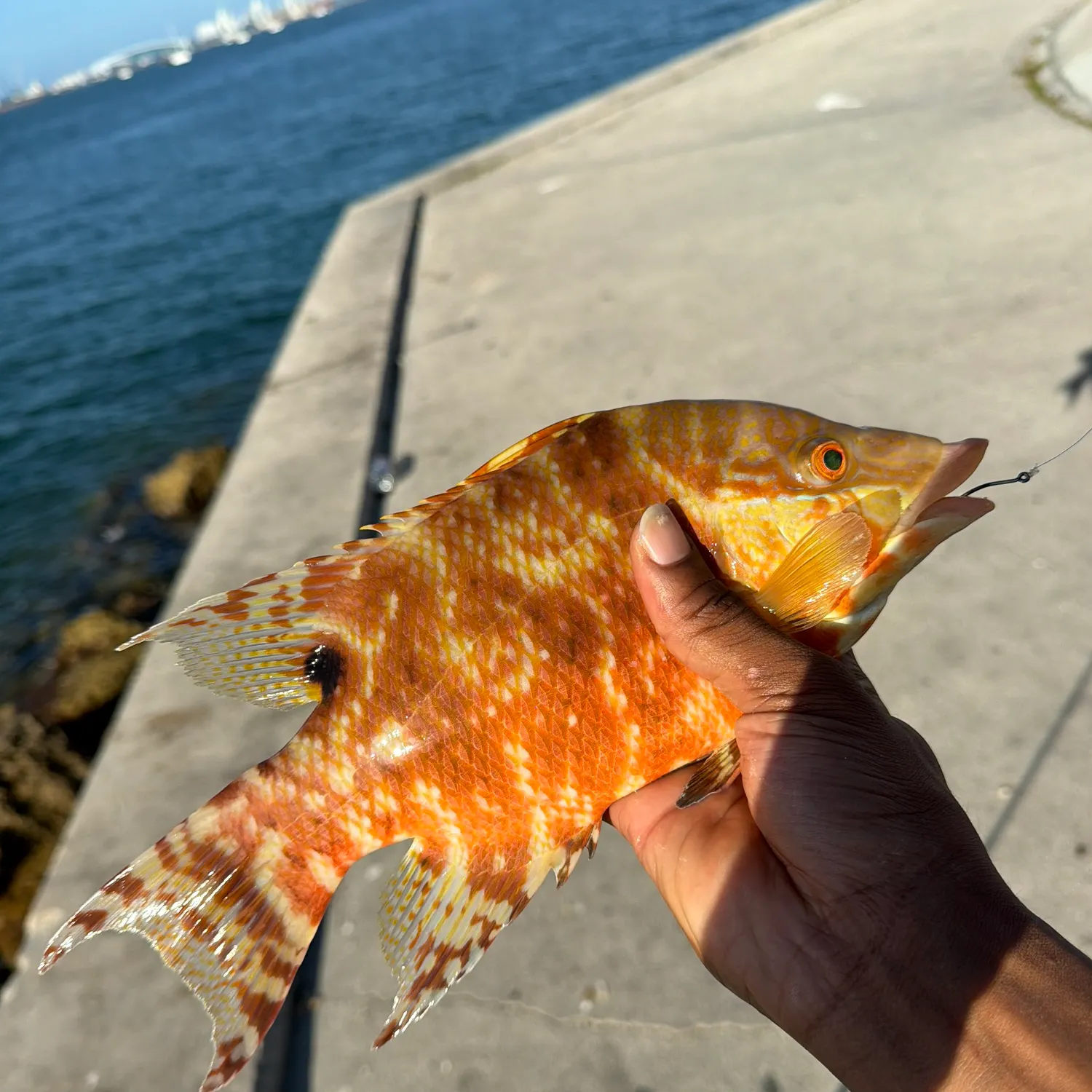The most recent Hogfish catches on Fishbrain