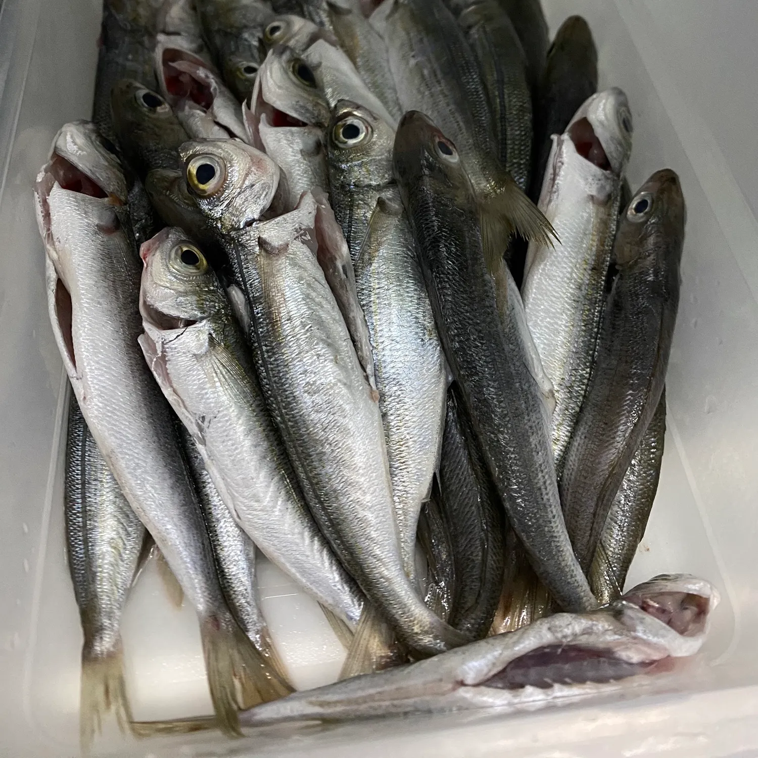 The most recent Bogue catches on Fishbrain