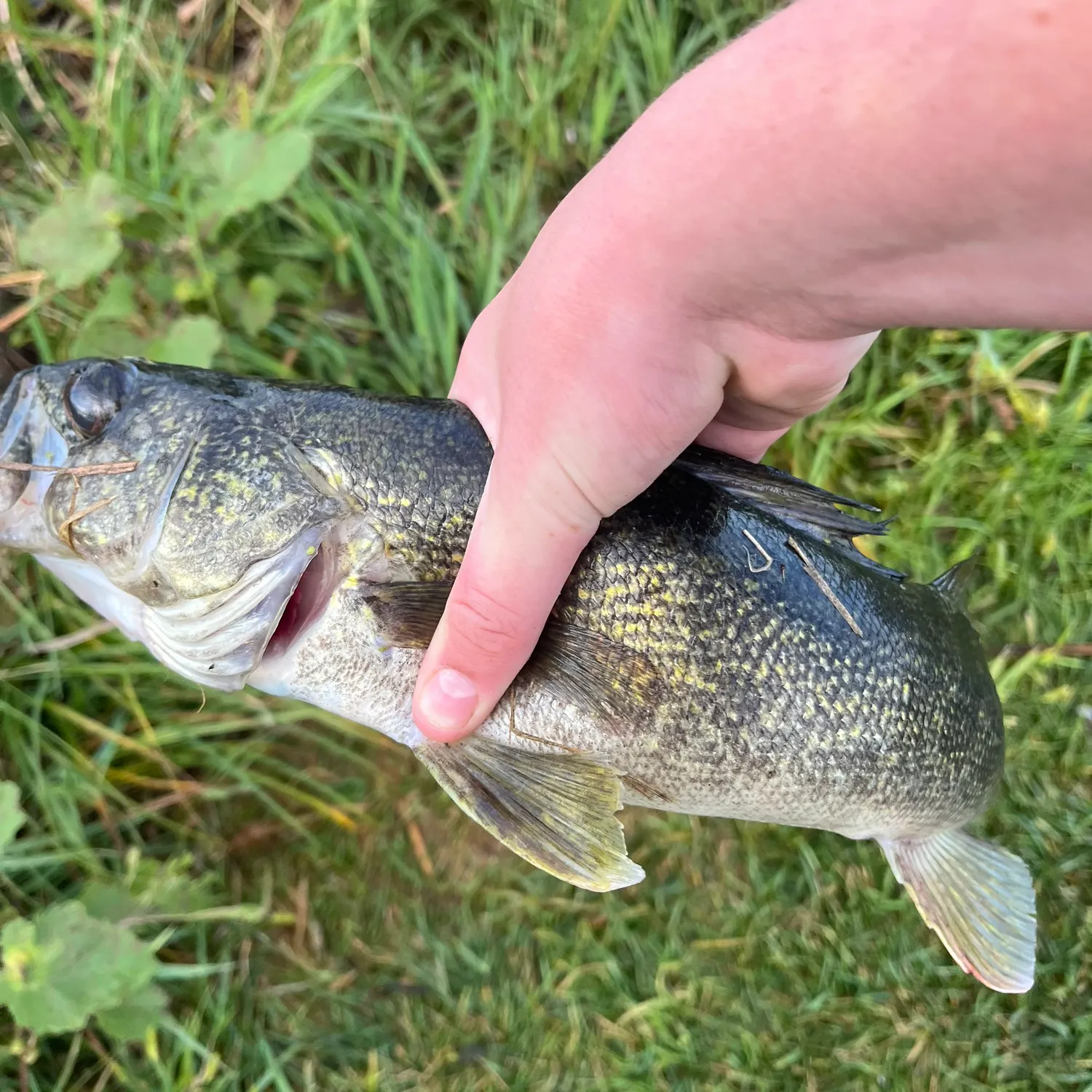 Walleye caught on Fishbrain