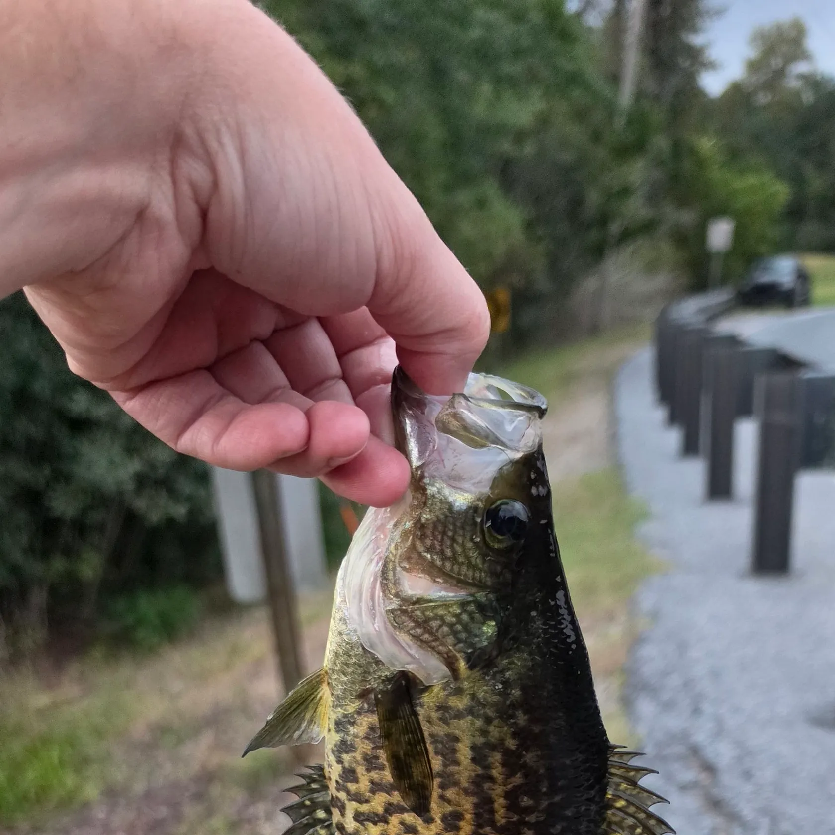 Black crappie caught on Fishbrain
