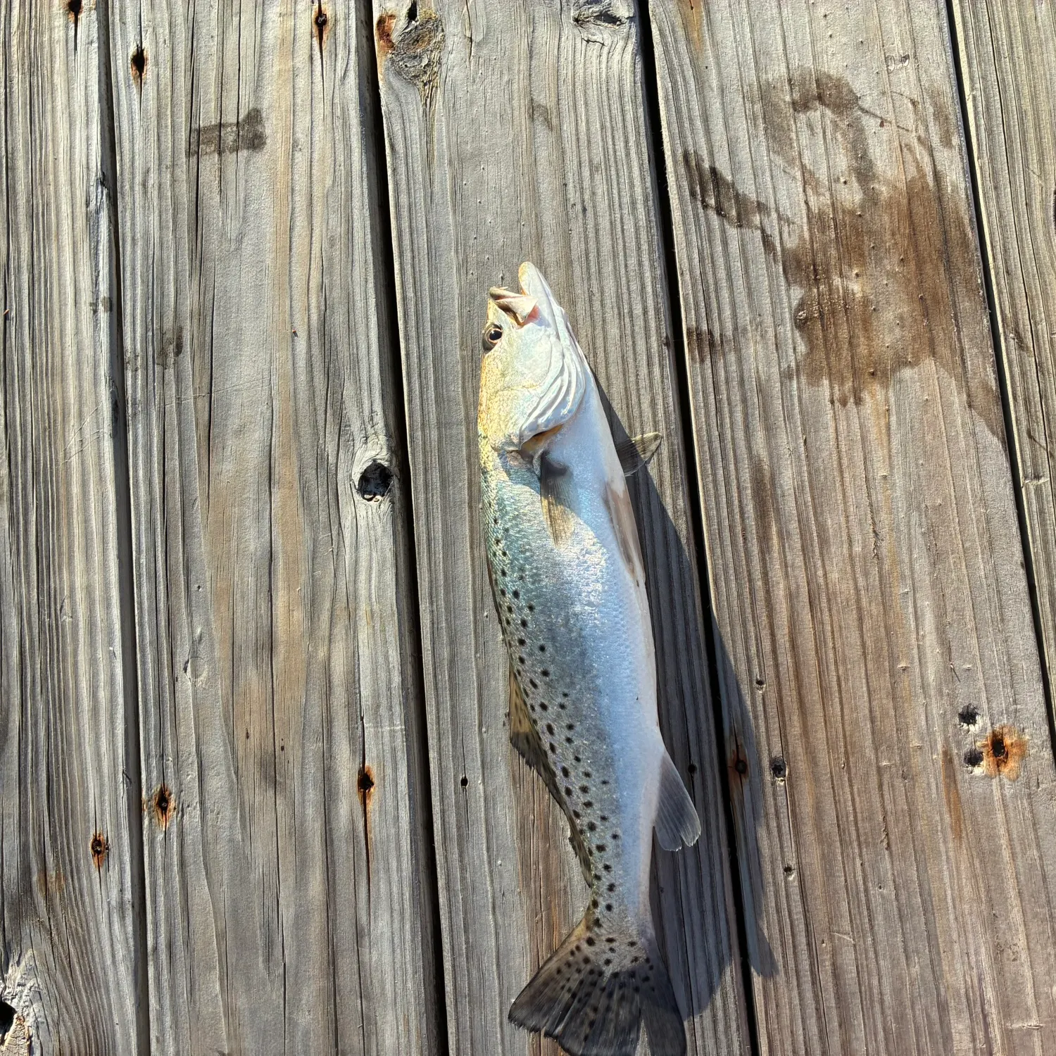 Spotted seatrout caught on Fishbrain