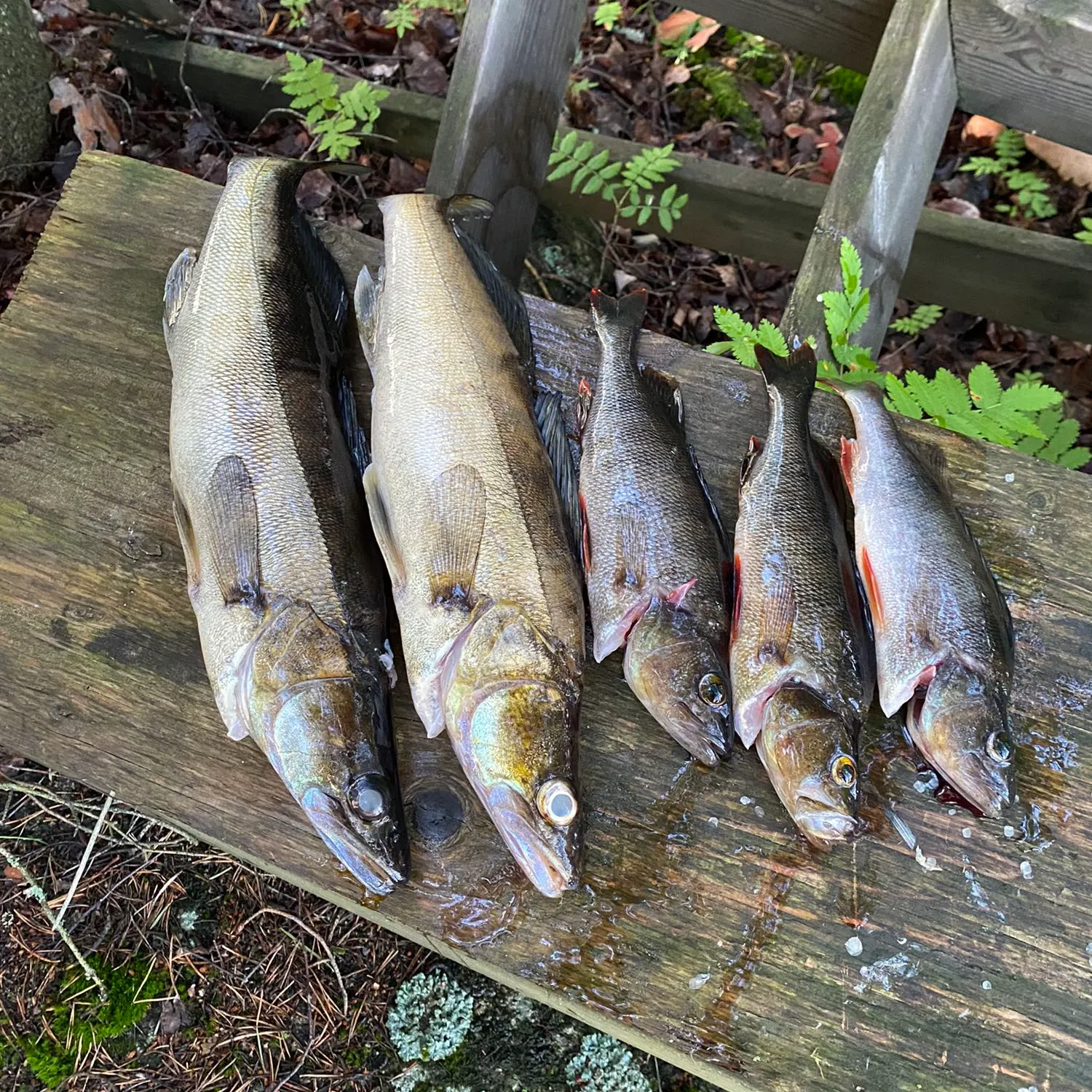 recently logged catches