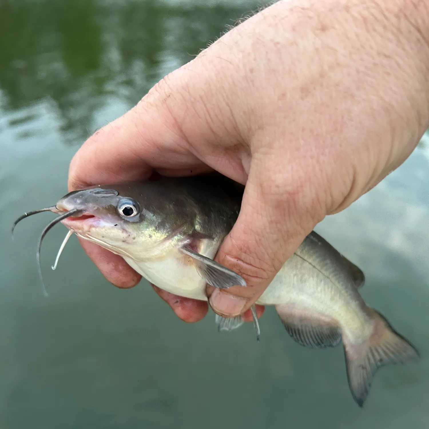 The most recent White bullhead catches on Fishbrain