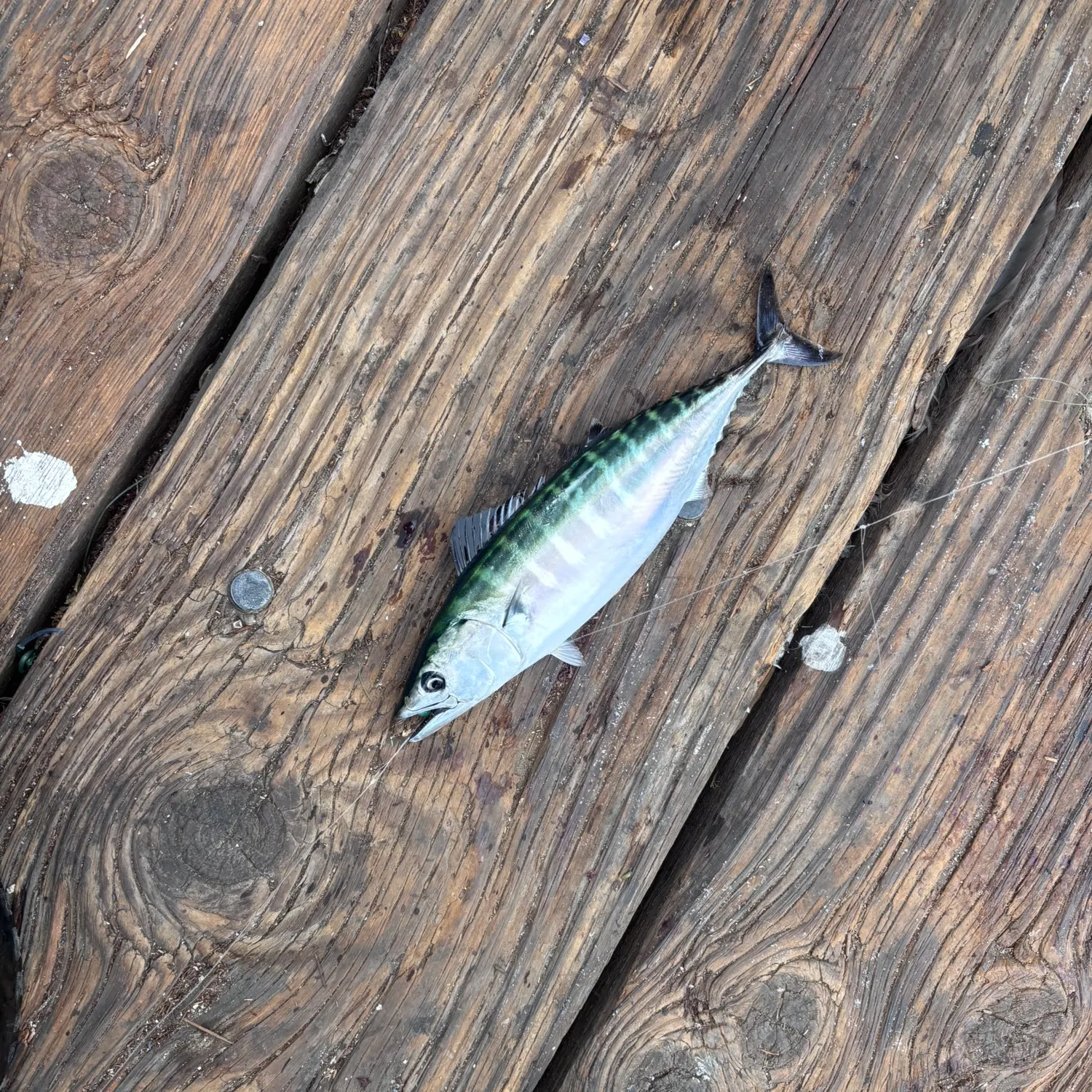 The most recent Pacific bonito catches on Fishbrain