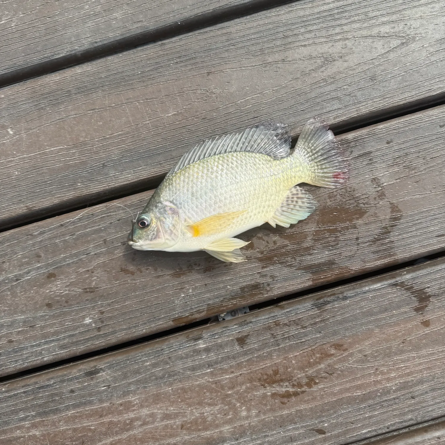 Nile tilapia caught on Fishbrain