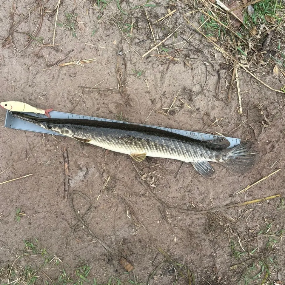 The most recent Florida gar catches on Fishbrain
