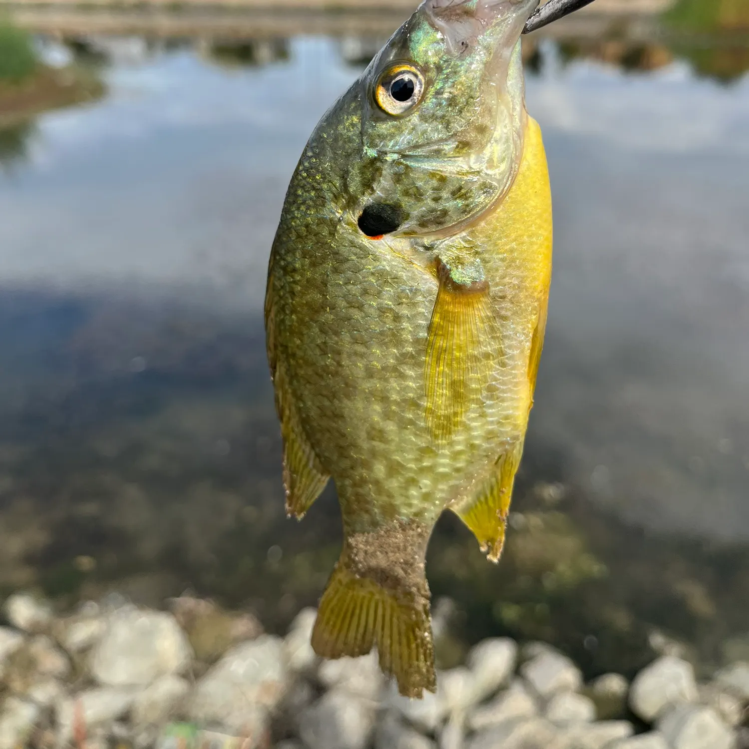 Redear sunfish caught on Fishbrain