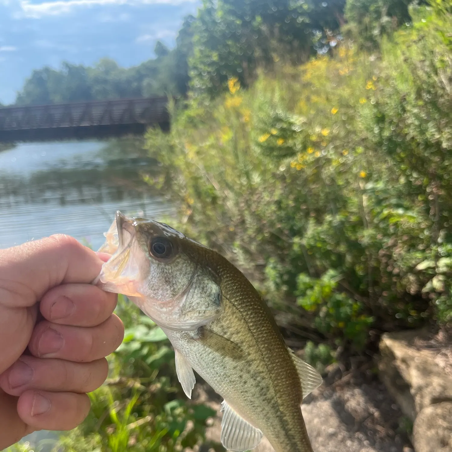 Largemouth bass caught on Fishbrain