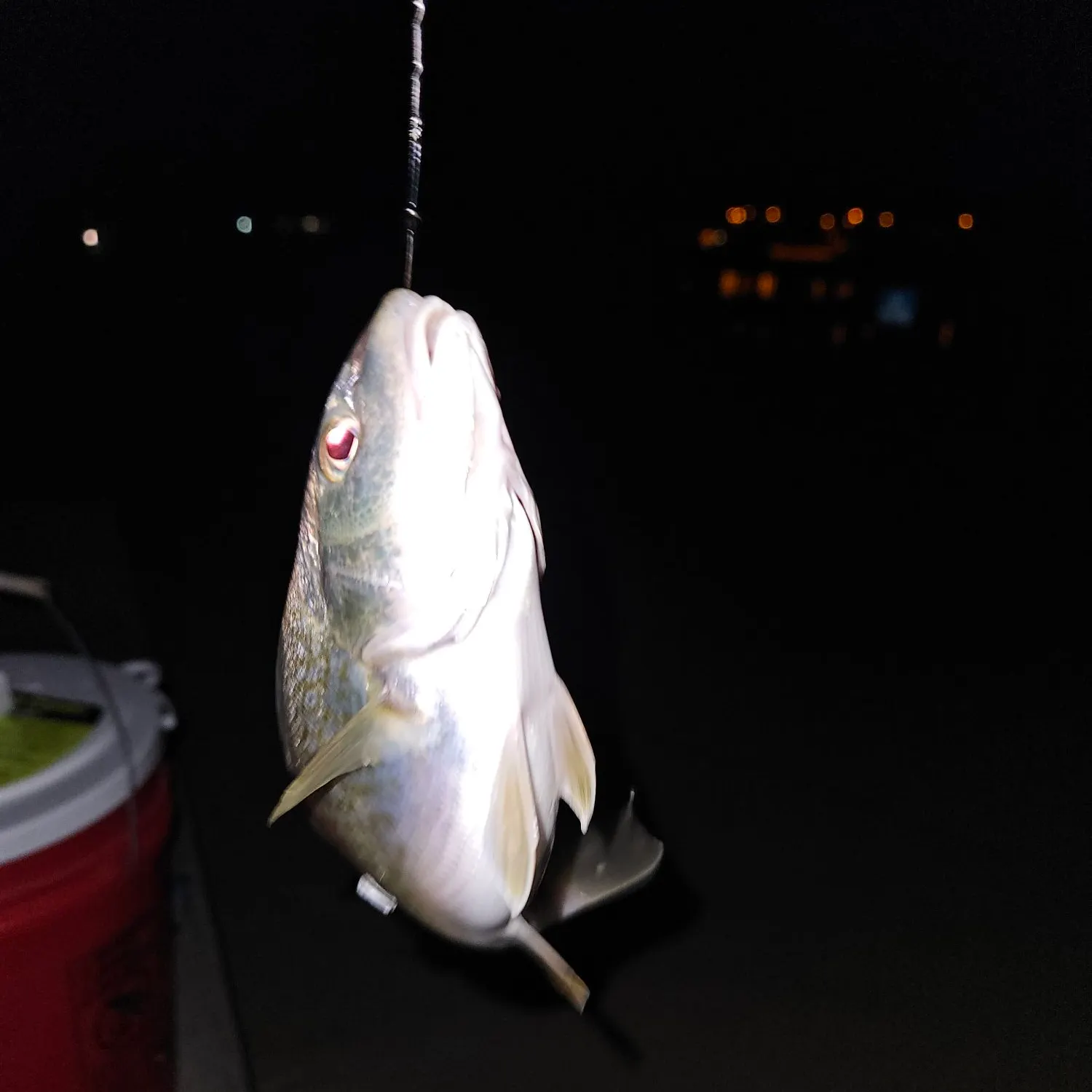 Atlantic croaker caught on Fishbrain