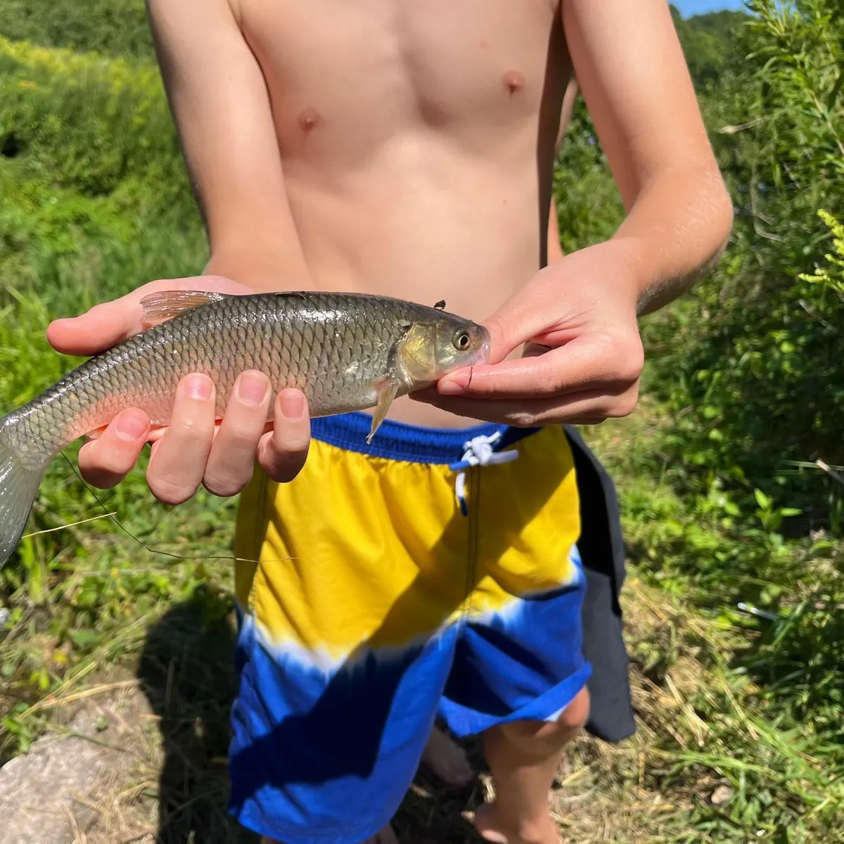European chub caught on Fishbrain