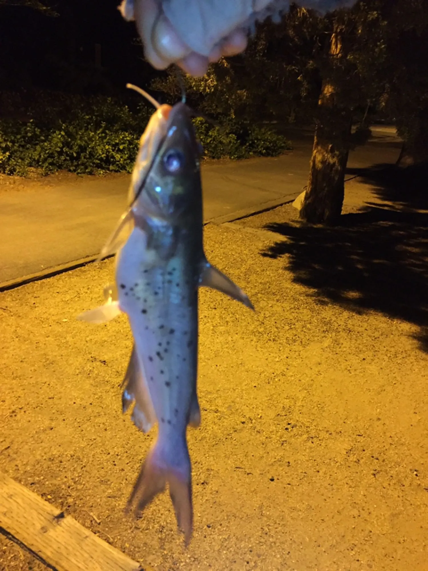 Post image from AgentS19