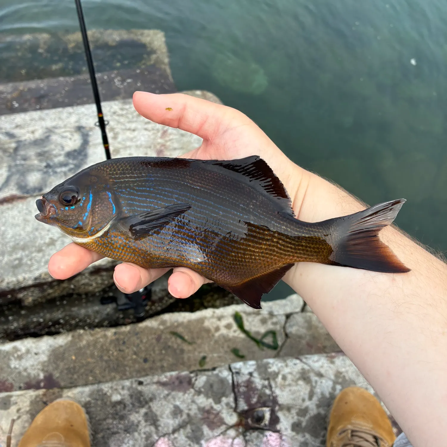 Striped seaperch caught on Fishbrain
