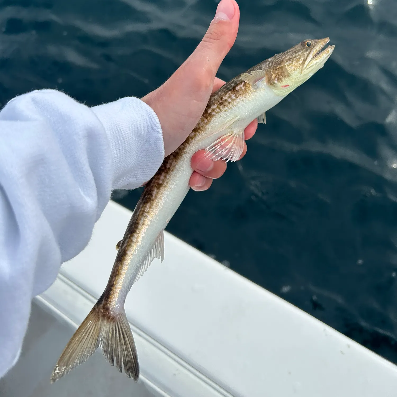 The most recent Offshore lizardfish catches on Fishbrain