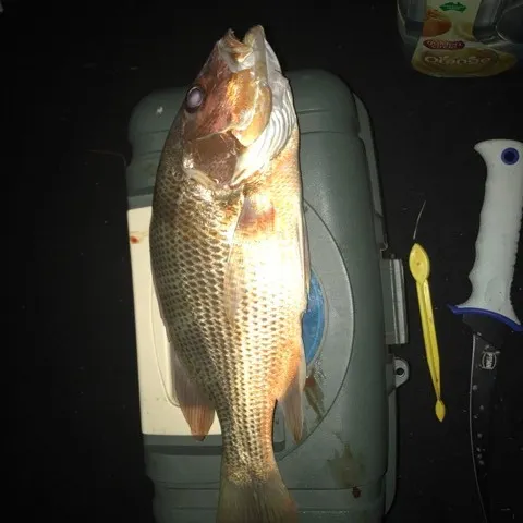 Dog Snapper caught on Fishbrain