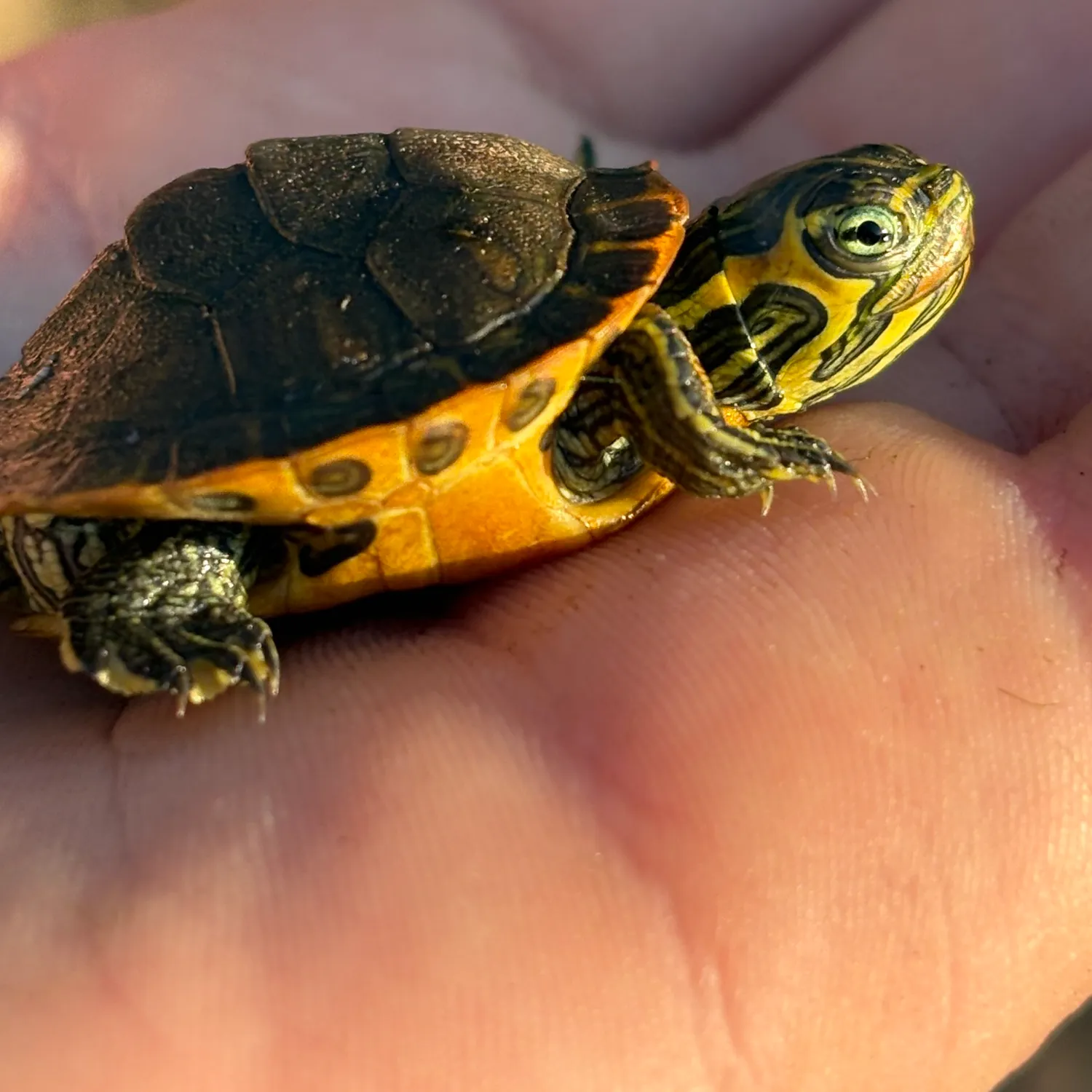 The most recent Pond slider catches on Fishbrain