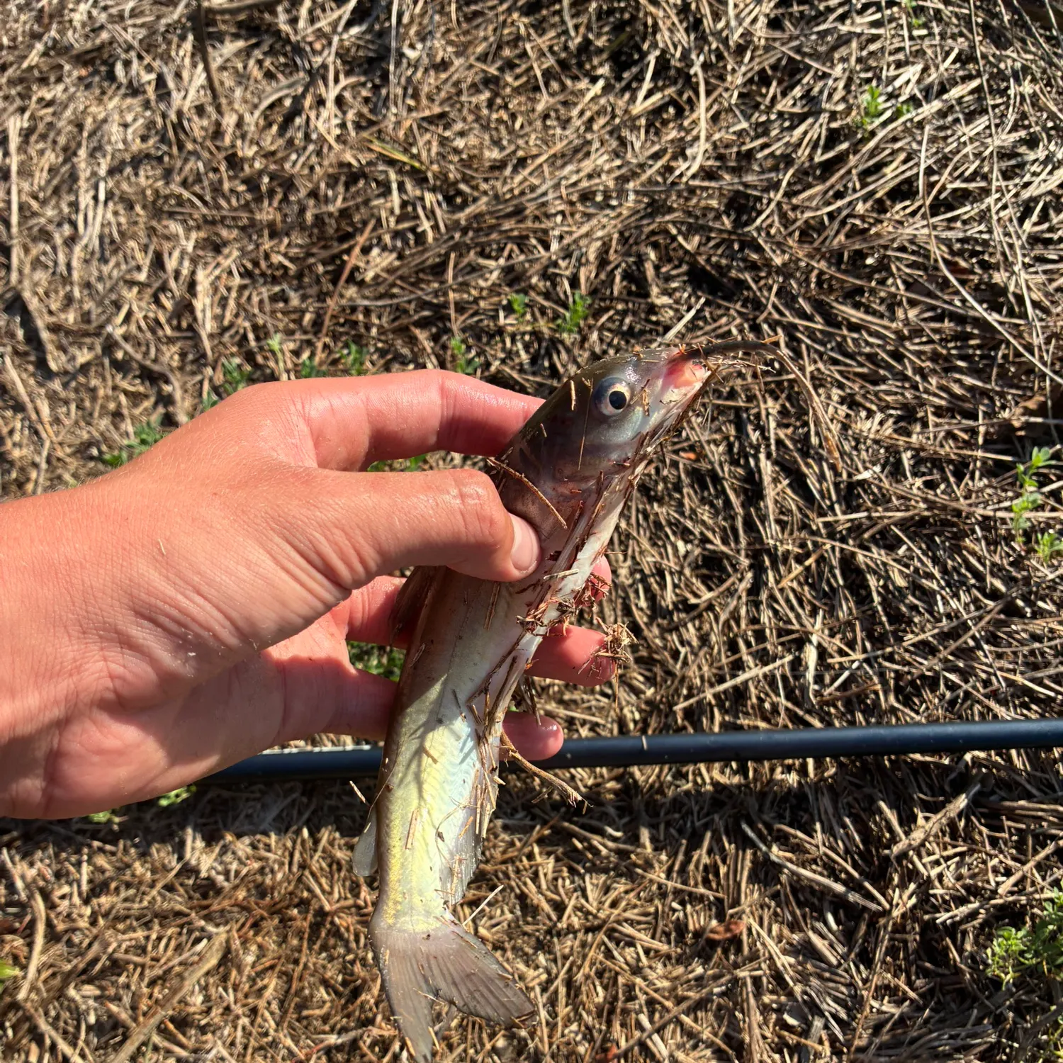 Channel catfish caught on Fishbrain