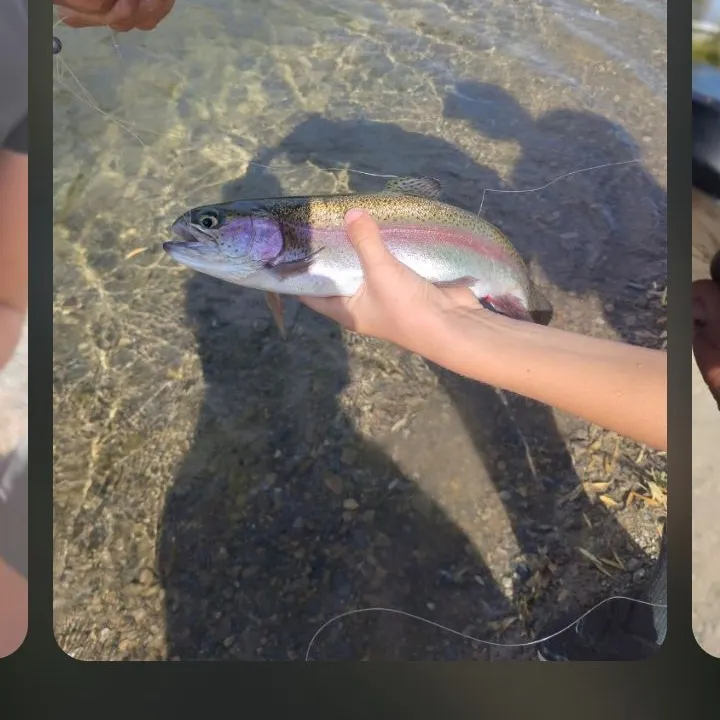 Rainbow trout caught on Fishbrain