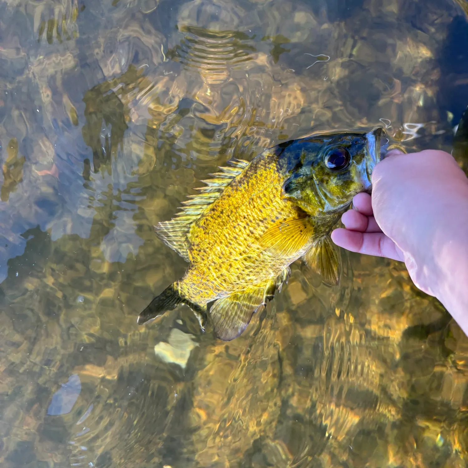 Rock bass caught on Fishbrain
