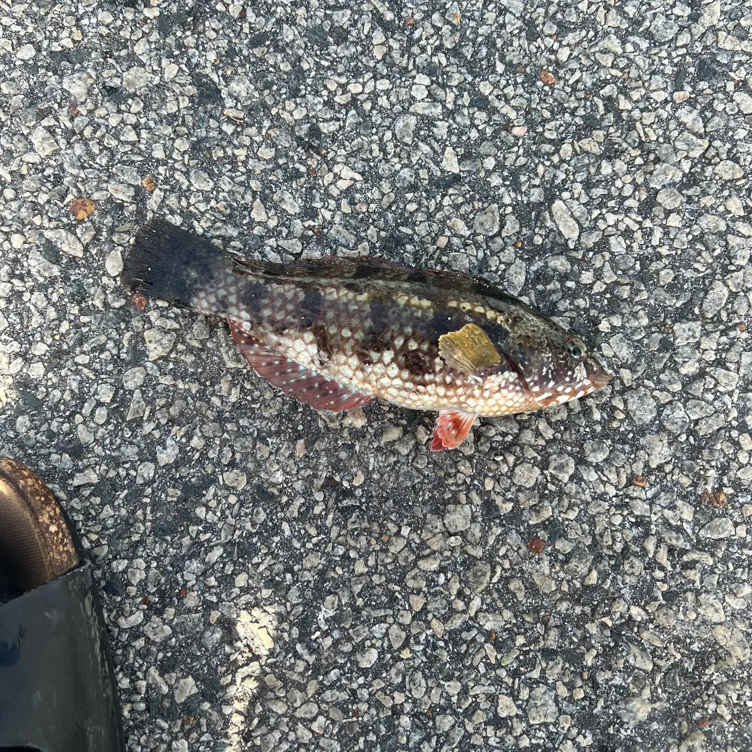 The most recent Brownspotted wrasse catches on Fishbrain