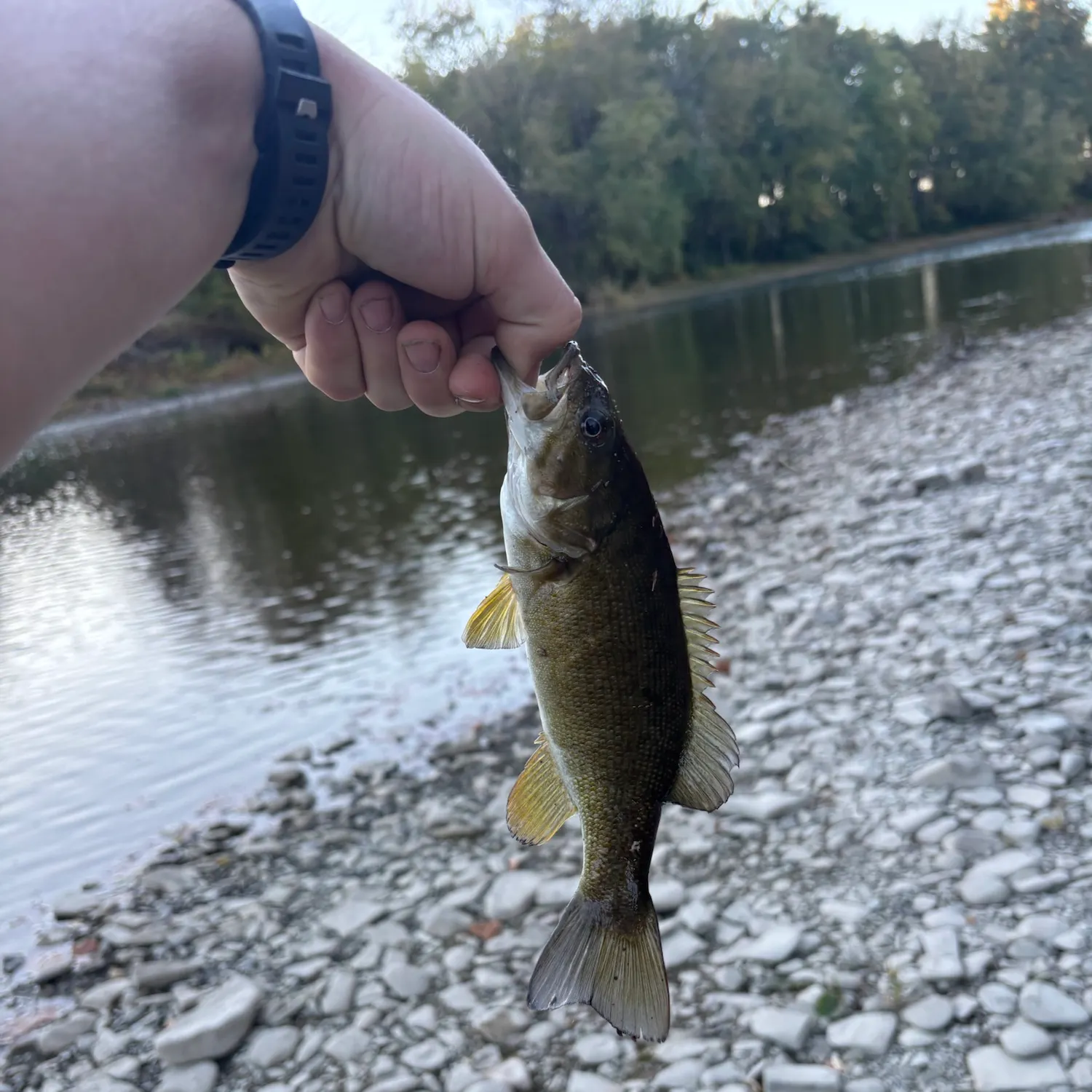 Smallmouth bass caught on Fishbrain