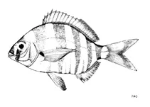 South African zebra seabream