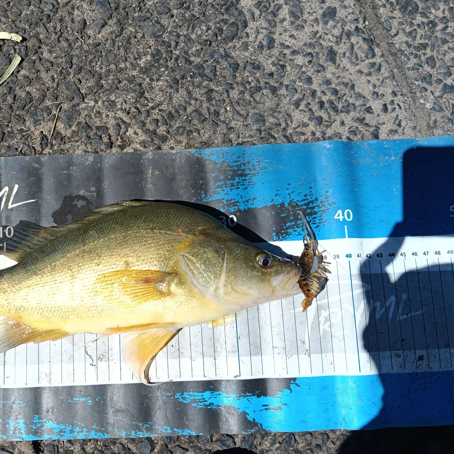 The most recent Golden perch catches on Fishbrain