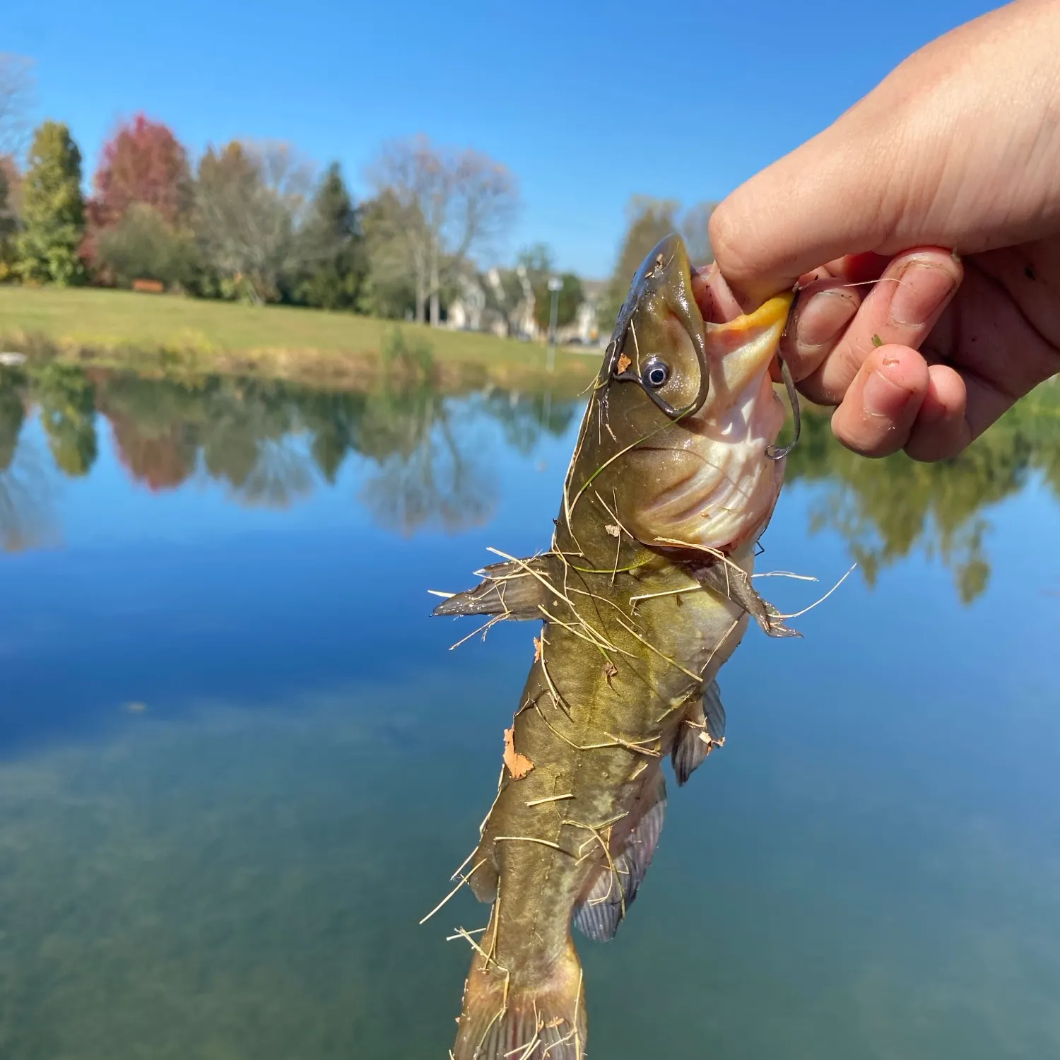 Yellow bullhead caught on Fishbrain